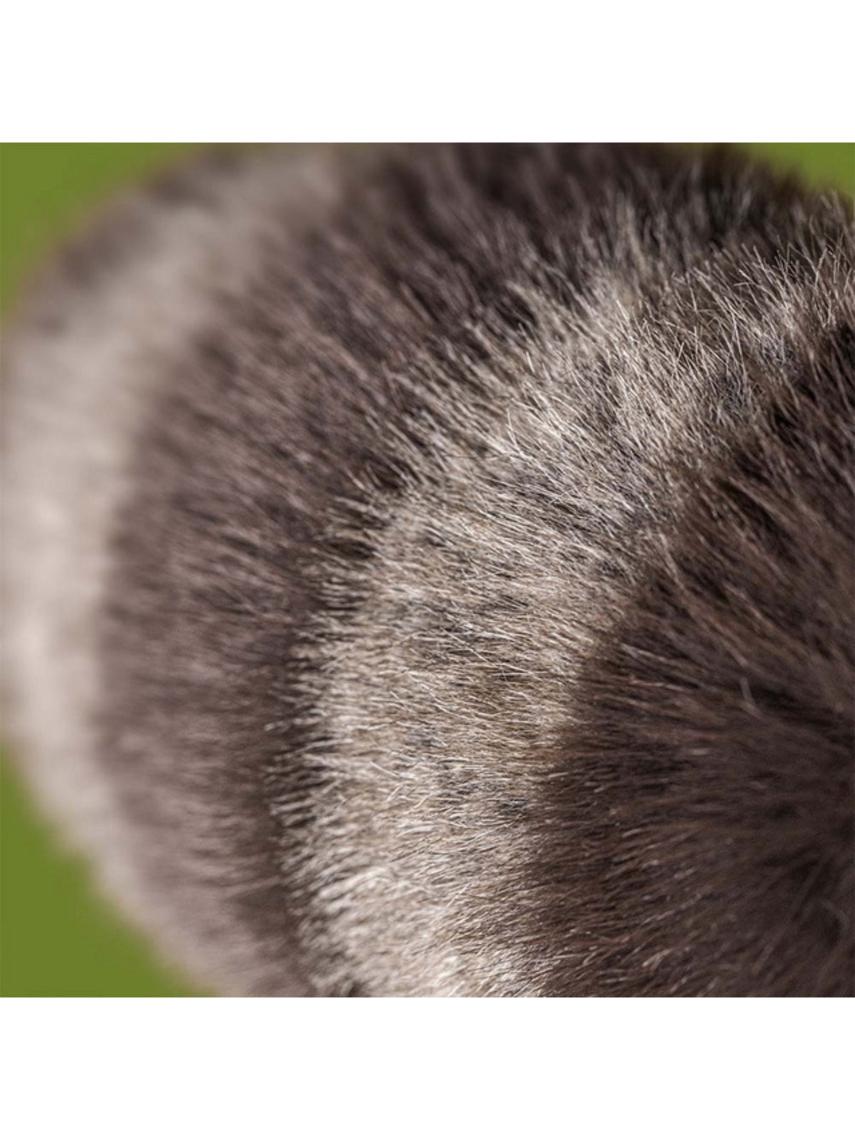 Jellycat Trixiwoo Raccoon